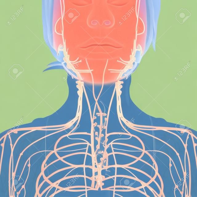 Illustration of female body lymphatic system