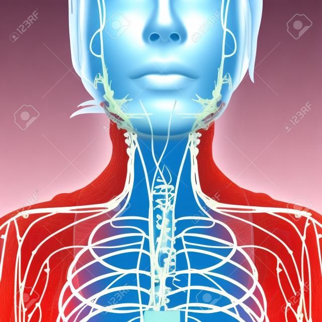 Illustration of female body lymphatic system