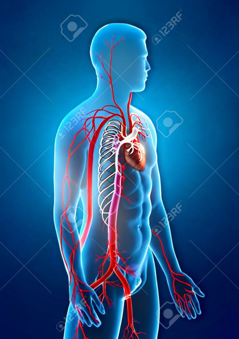 3D Rendering accurato dal punto di vista medico illustrazione delle arterie maschili