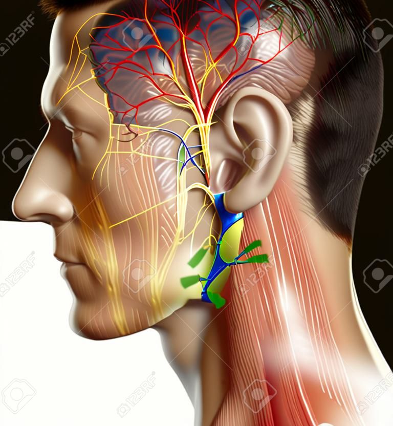 3d rendering medical illustration of male head anatomy for education