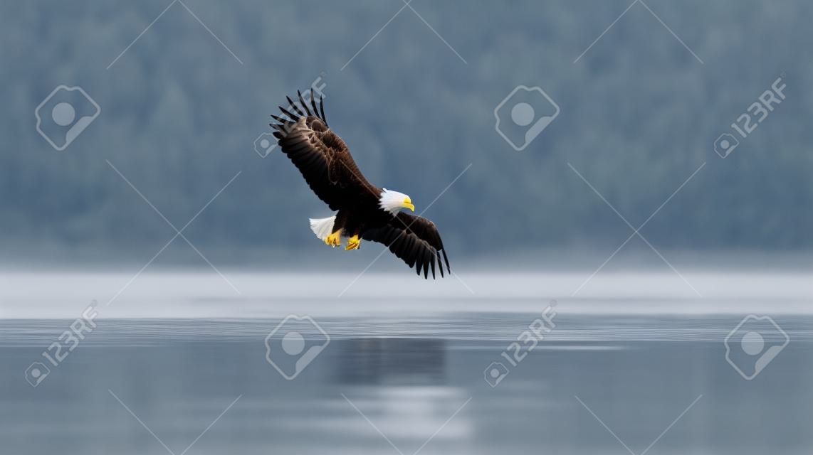 Un'aquila maestosa che si libra sopra un lago alla ricerca di prede create con l'IA generativa