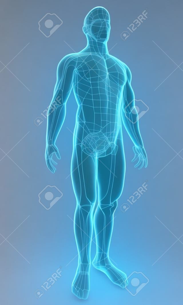 차원이 강조 관절 투명 남성의 신체의 그림을 렌더링
