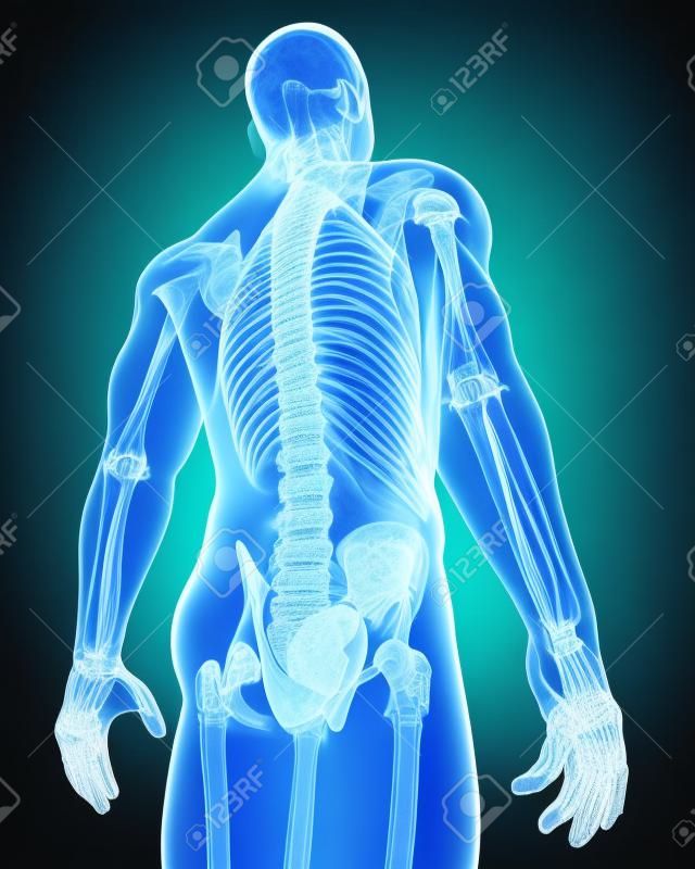 3d rindió la médica de rayos X ilustración de la médula espinal de rayos X de la anatomía