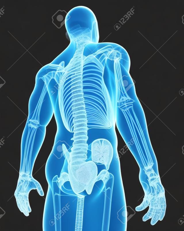 3d rendered medical x-ray illustration of Spinal cord X-ray anatomy