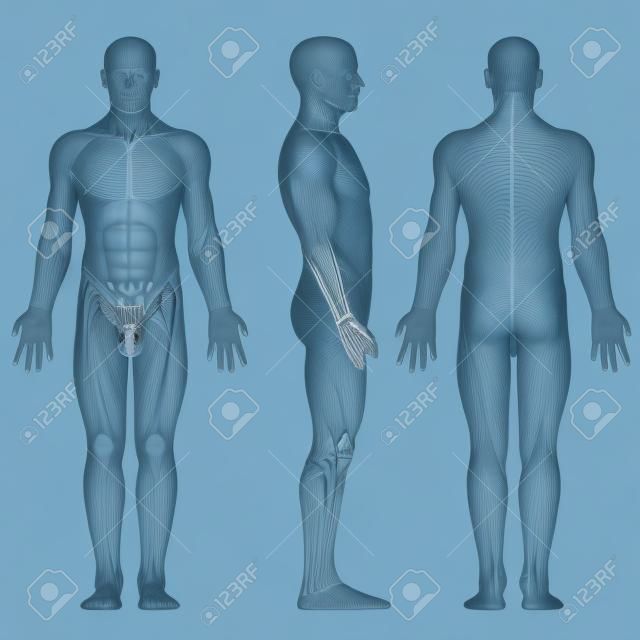 Männliche Figur in anatomischen Position posterior, Front, Seitenansicht