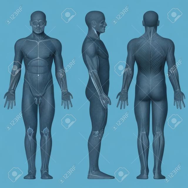 Männliche Figur in anatomischen Position posterior, Front, Seitenansicht