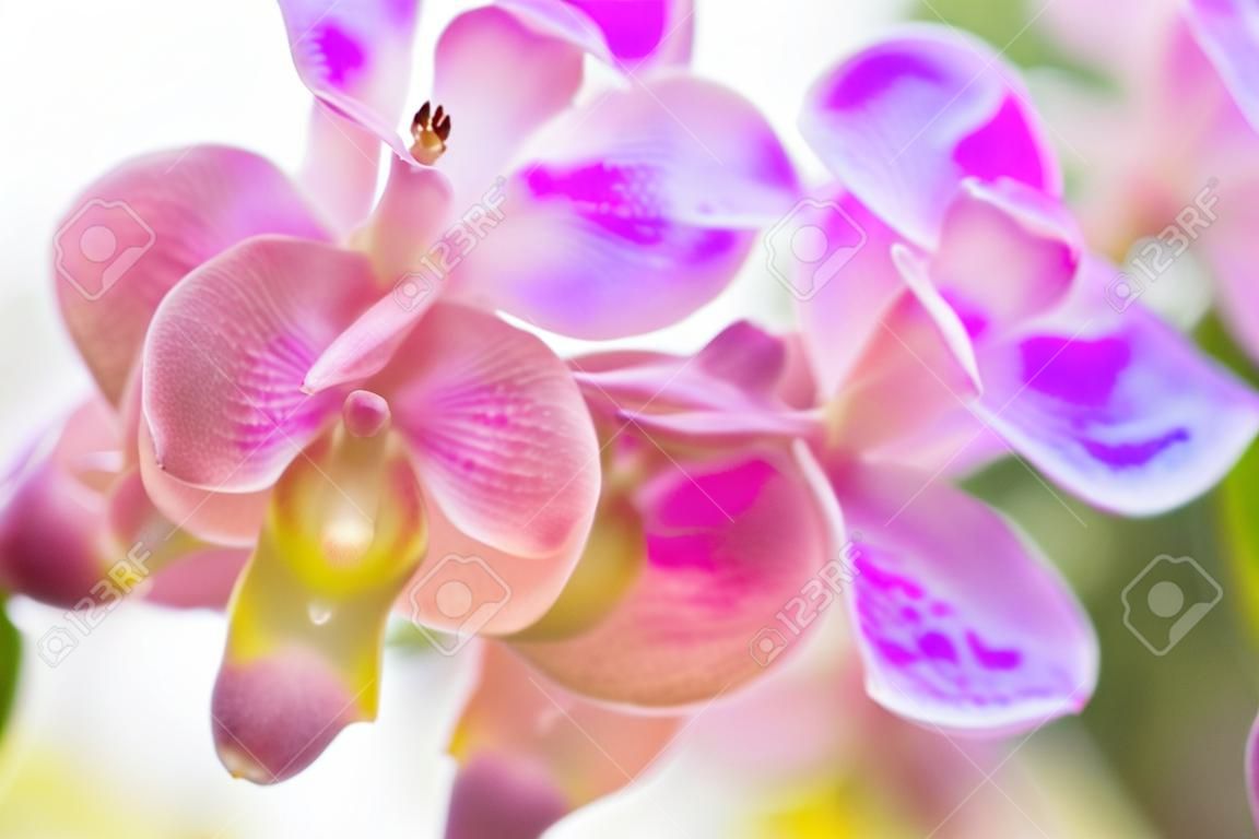 Różowa lub purpurowa Rhynchostylis Gigantea (orchidee w Thailand).