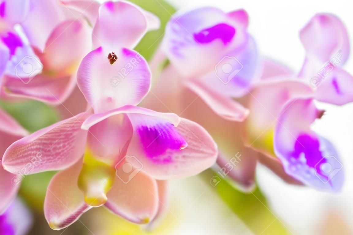 Różowa lub purpurowa Rhynchostylis Gigantea (orchidee w Thailand).