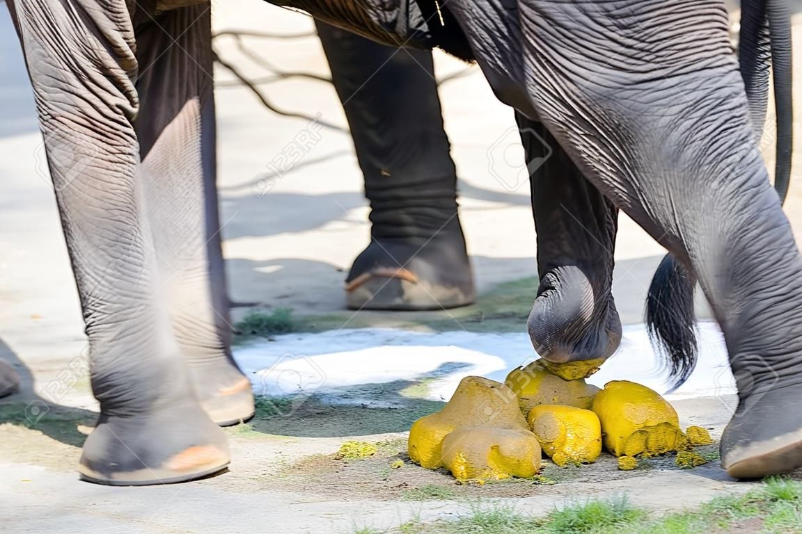 Un éléphant thaïlandais avec ELEPHANT DUNG utilise pour le sous-produit, par exemple, le remplissage des trous dans la route, le papier, l'engrais.