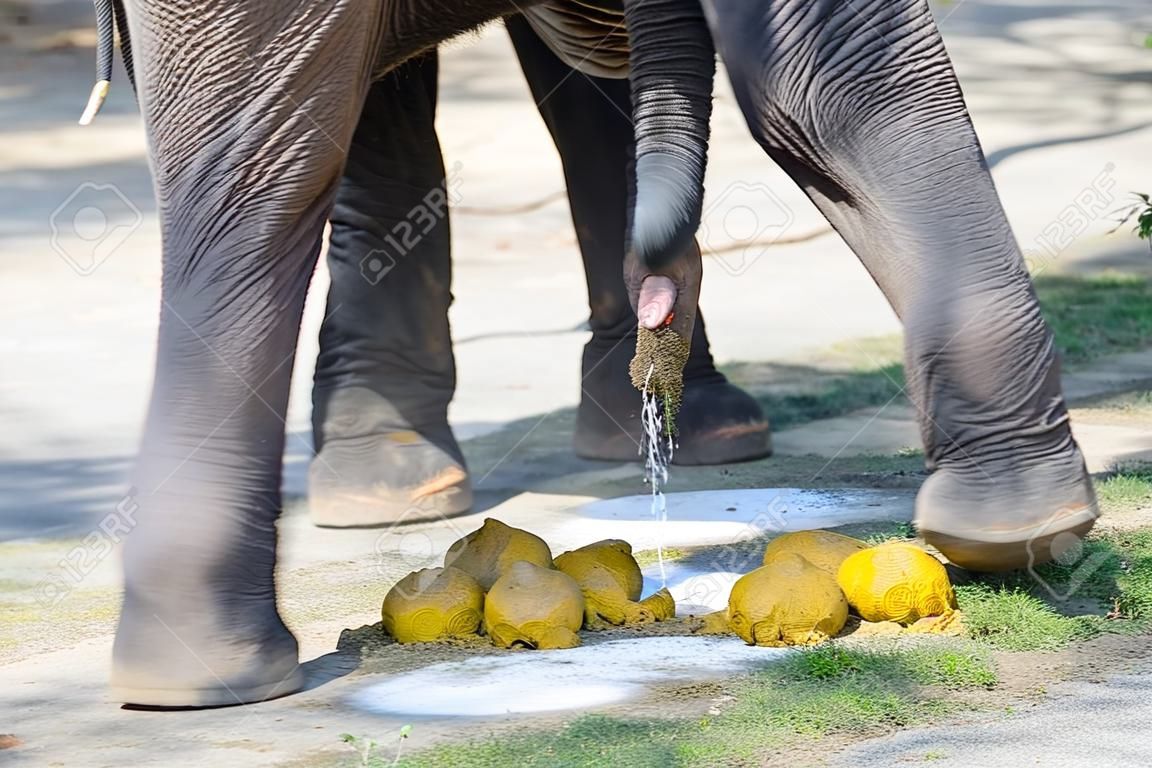 Un éléphant thaïlandais avec ELEPHANT DUNG utilise pour le sous-produit, par exemple, le remplissage des trous dans la route, le papier, l'engrais.