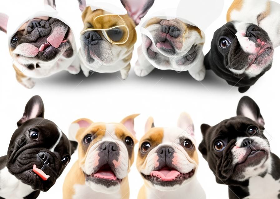 French bulldogs isolated over white background, retouched