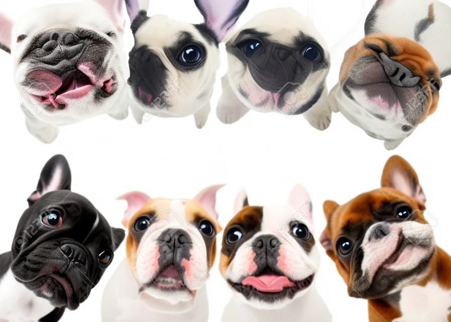 French bulldogs isolated over white background, retouched