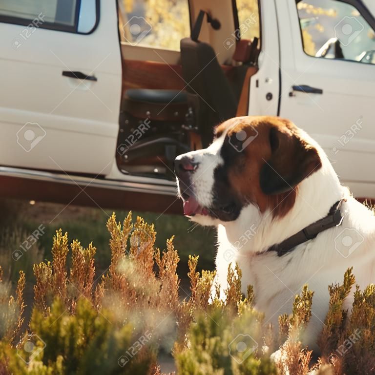 large dog guards the car on nature