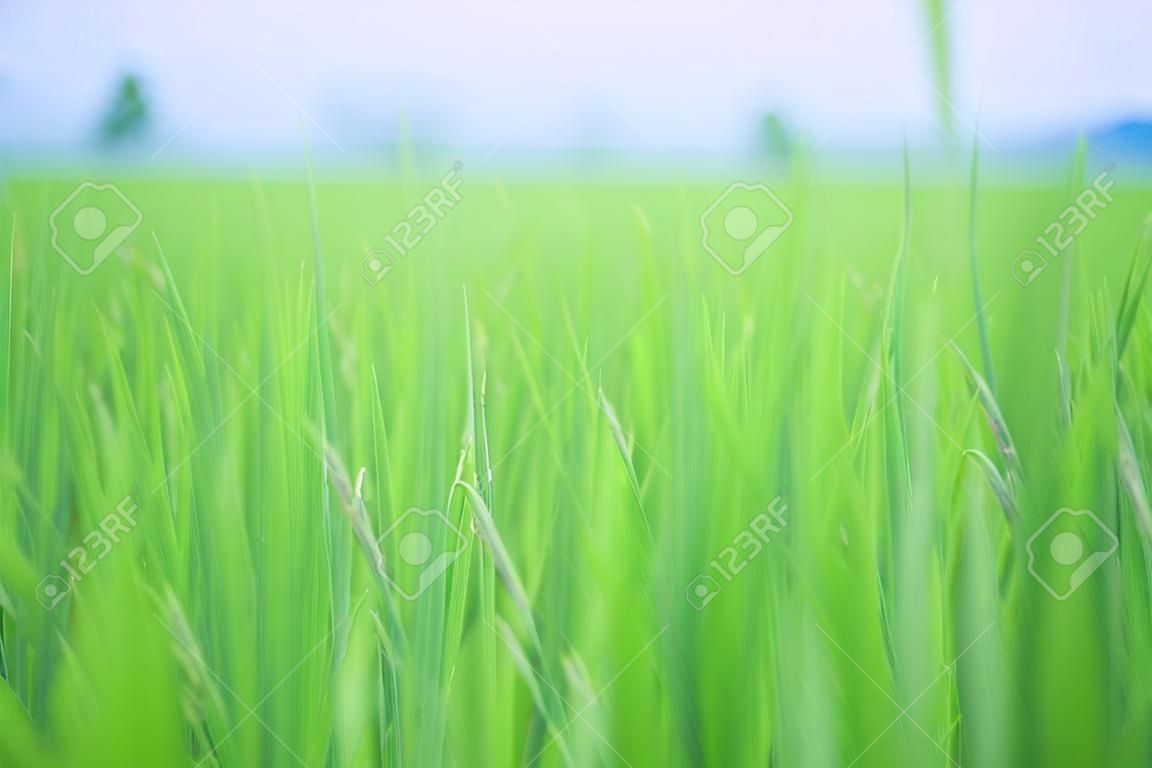 Green field rice on blue sky.Beautiful summer field with green grass.