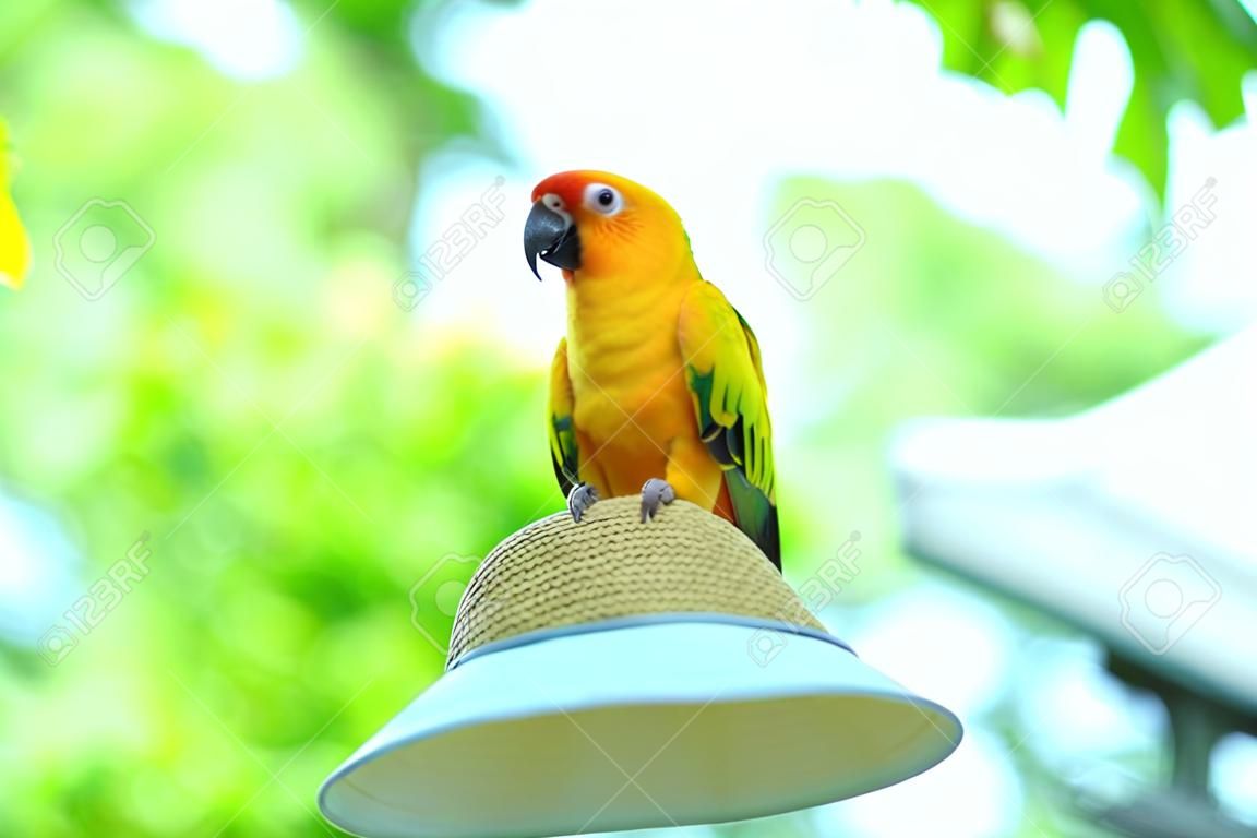 Perroquets dans le pin. Perruche sur le chapeau. Perroquet Sun conure sur la tête.