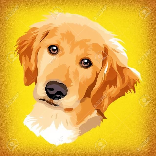 Puppy of a golden labrador retriever. dog portrait. vector illustration