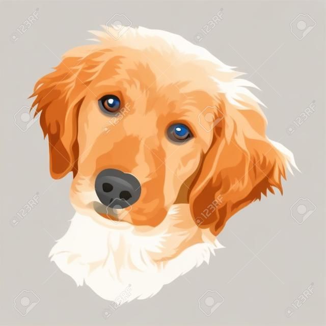 Puppy of a golden labrador retriever. dog portrait. vector illustration