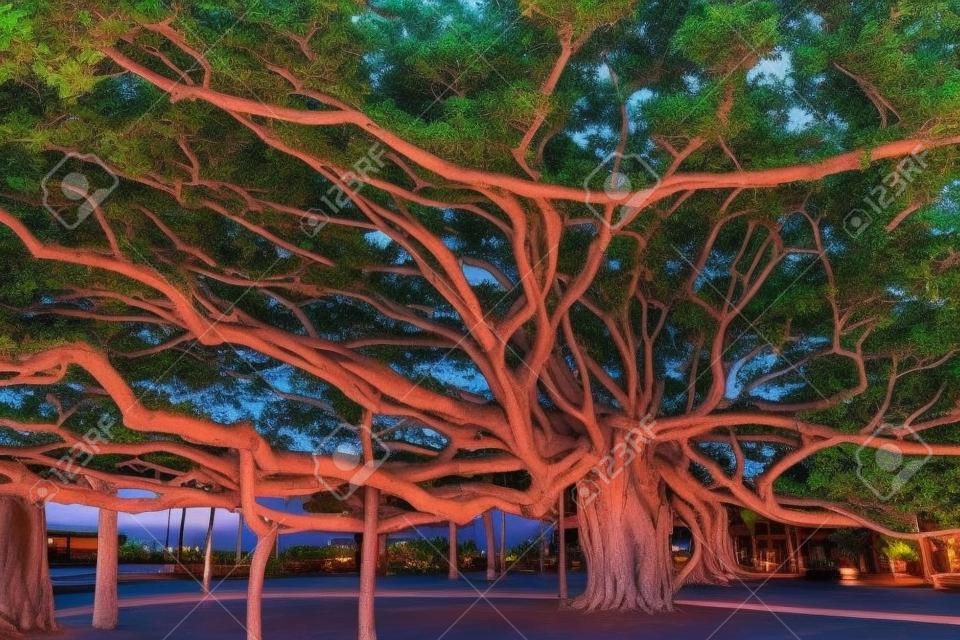 Banyan Tree in Lahaina, Maui, Hawaii