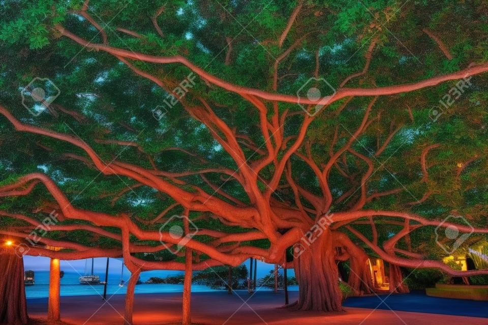 Banyan Tree in Lahaina, Maui, Hawaii