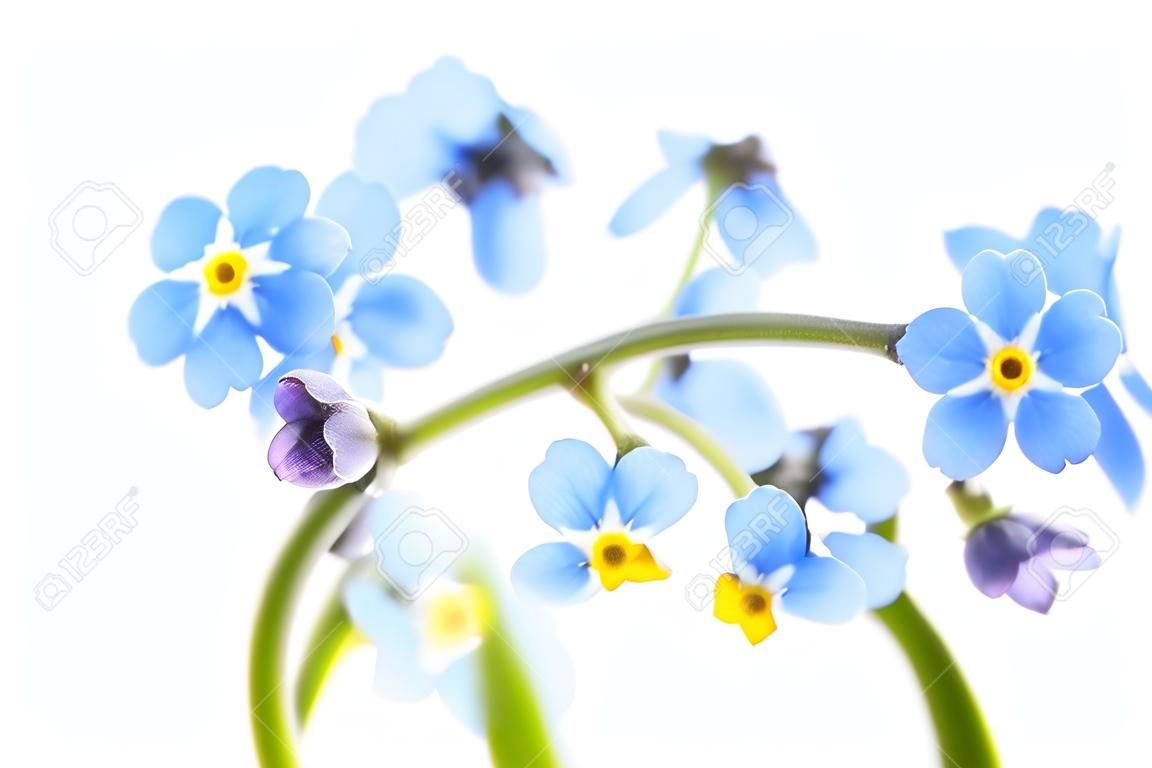 Azul Forget-me-not pequeñas flores de cerca aisladas sobre fondo blanco