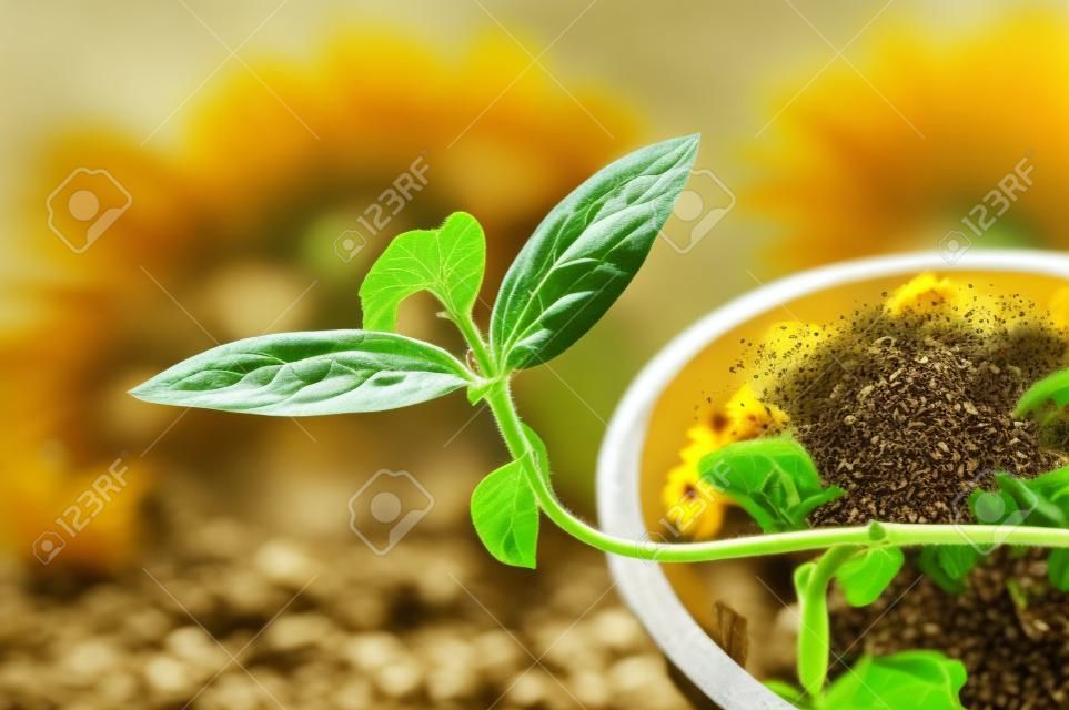 The beginning of life like Sunflower seed germination and growing must face obstacles, trouble, difficulty, eating worm and Insect eating