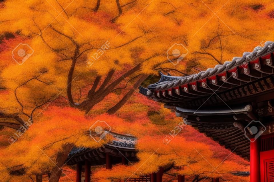 韓国で秋に Gyeongbukgung とメープルの木の屋根。