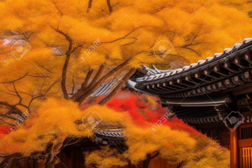 韓国で秋に Gyeongbukgung とメープルの木の屋根。