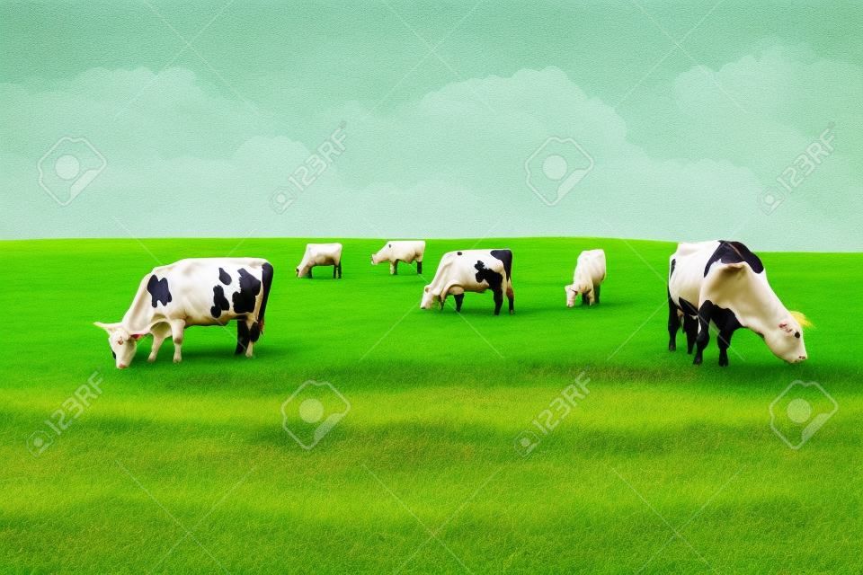Mucche su un campo verde.