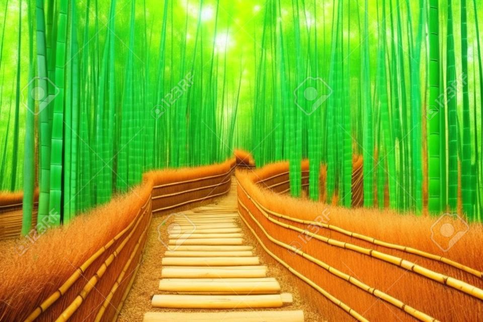 Bambusowy las w Kioto w Japonii.