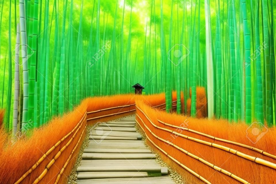 Bosque de bambú en Kyoto, Japón.