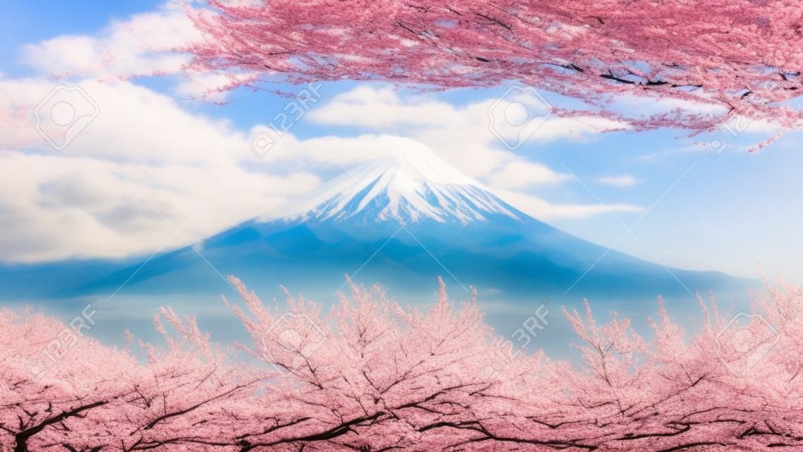 Montagna Fuji e fiori di ciliegio in primavera, Giappone.
