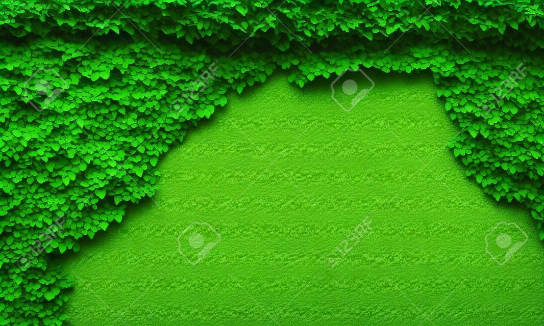 墙上的绿色攀缘植物