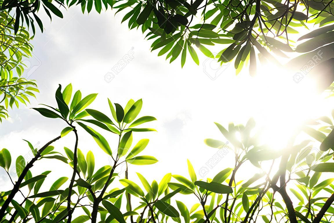 Green leaves on the  tree background