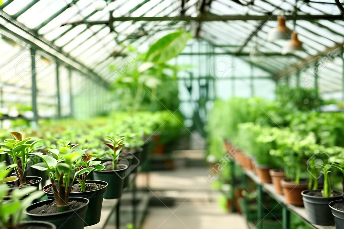 성장 식물과 온실 내부