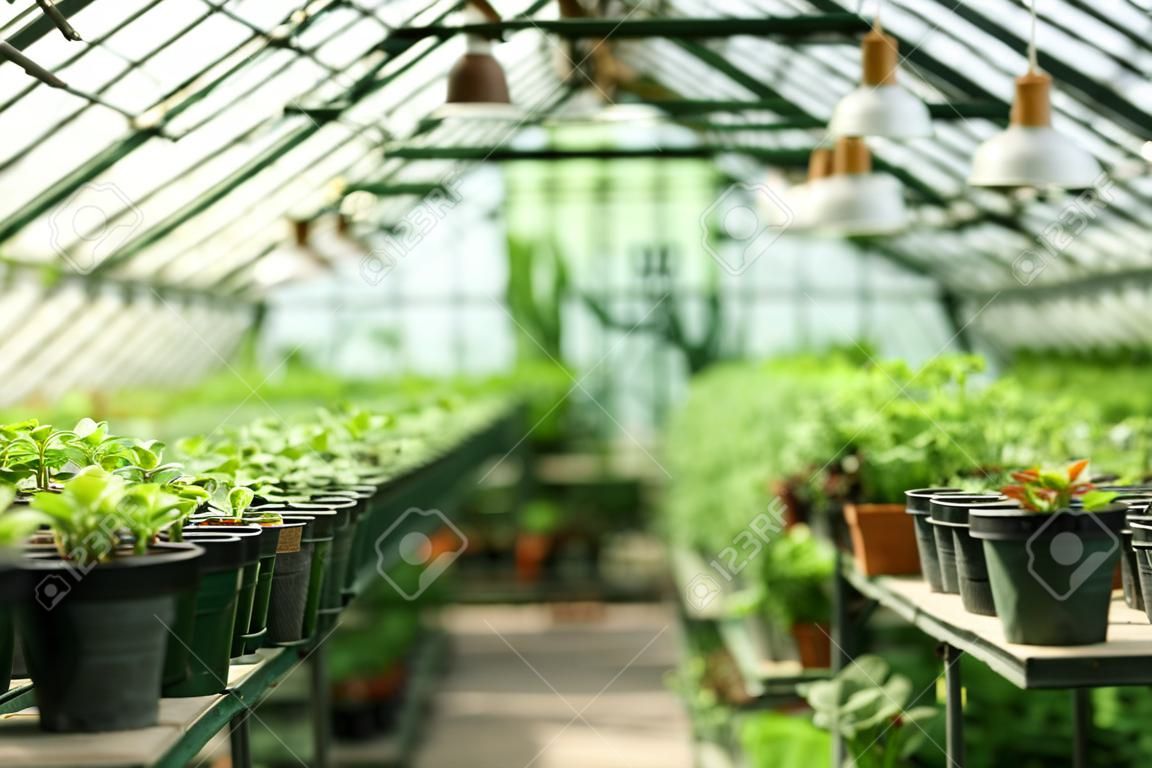 성장 식물과 온실 내부