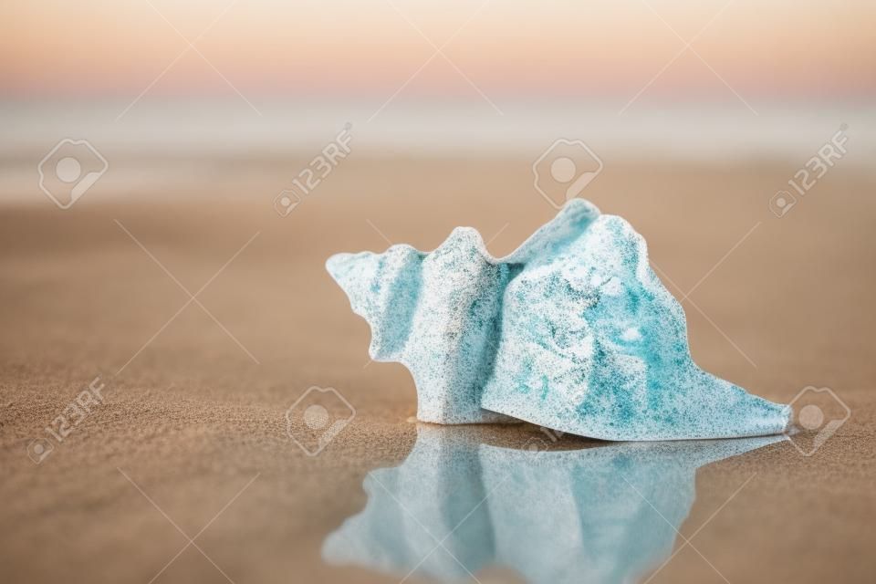 Морская раковина на песчаном пляже