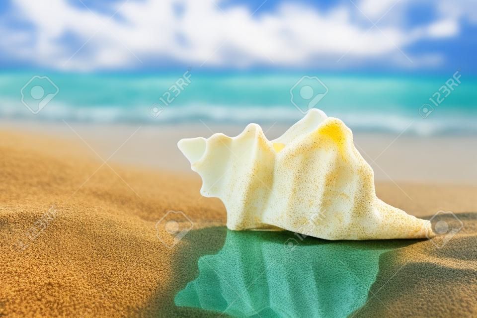 Concha do mar na praia de areia