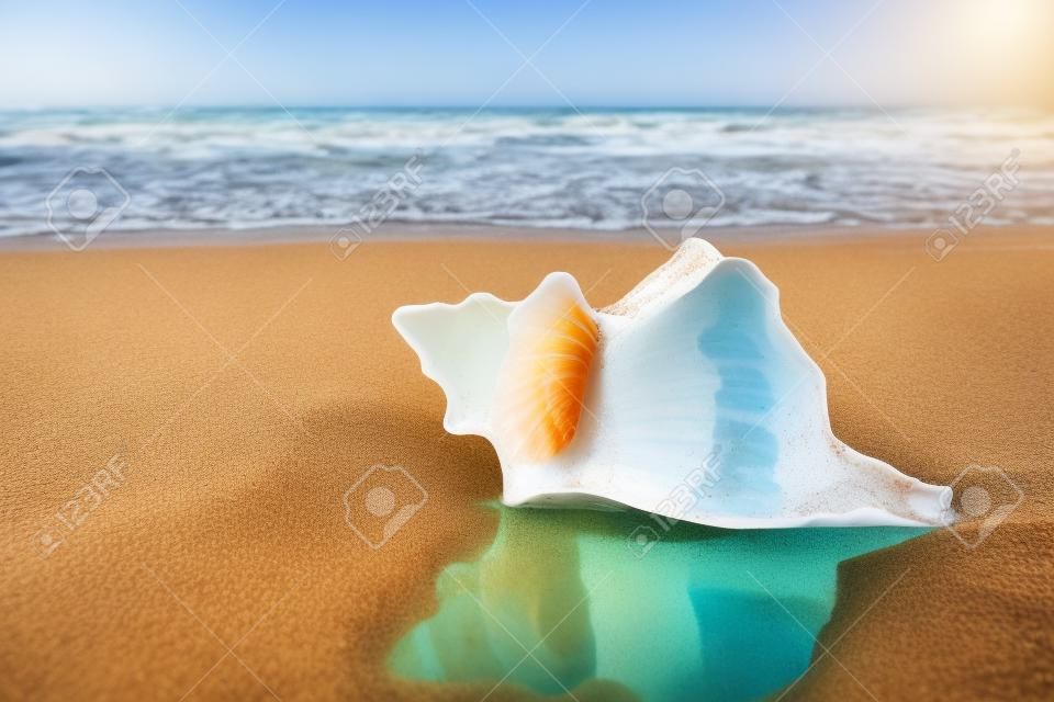 Concha do mar na praia de areia