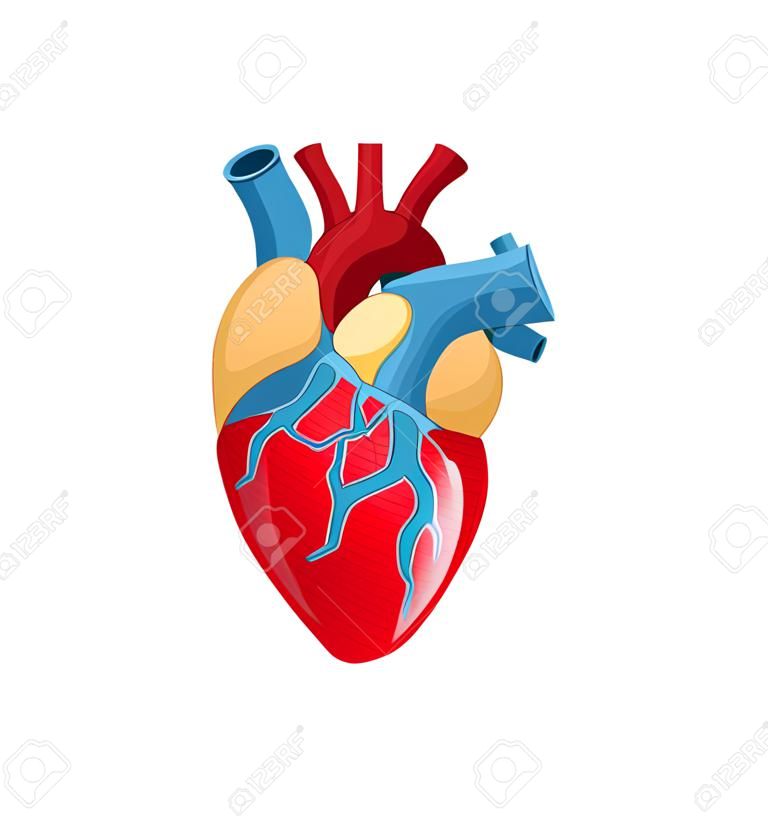 Vector menselijk hart illustratie