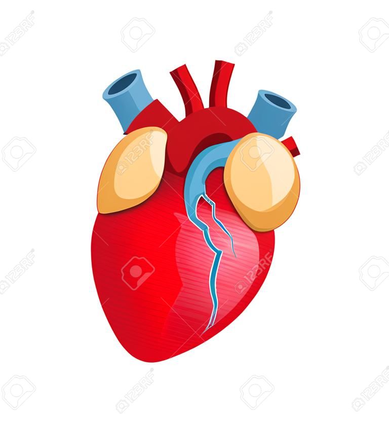 Ilustração do coração humano do vetor