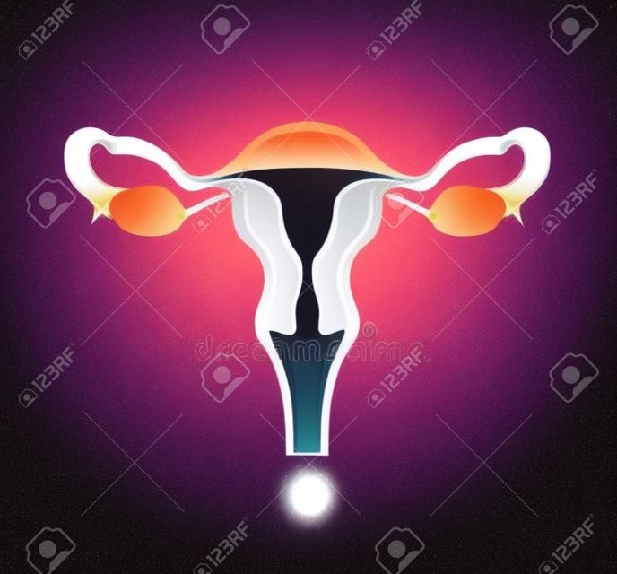Женская репродуктивная система. Векторная иллюстрация