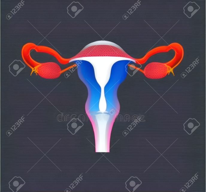 Vrouwelijke voortplantingssysteem. Vector illustratie