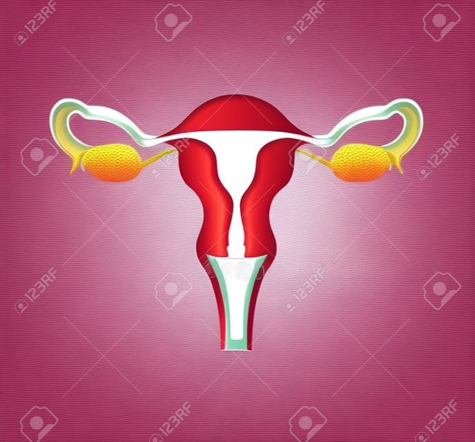 Vrouwelijke voortplantingssysteem. Vector illustratie