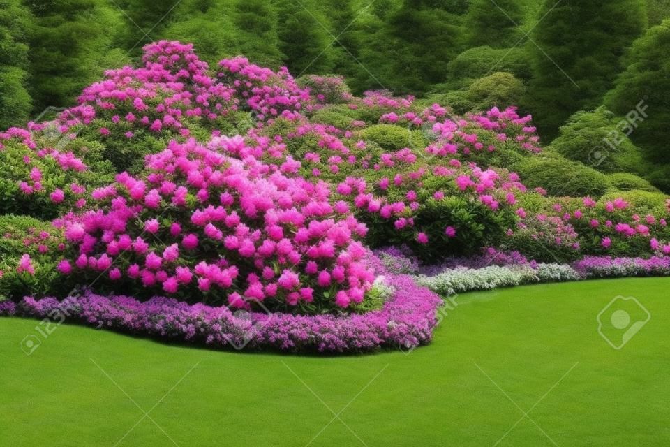 美しいシャクナゲの花の茂みと庭の景色の木