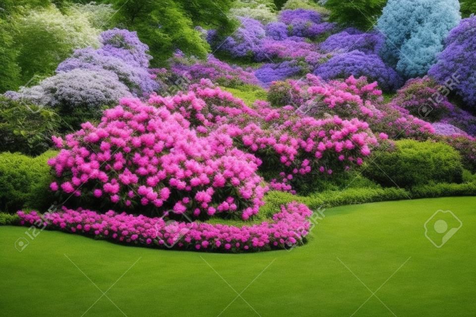 美しいシャクナゲの花の茂みと庭の景色の木
