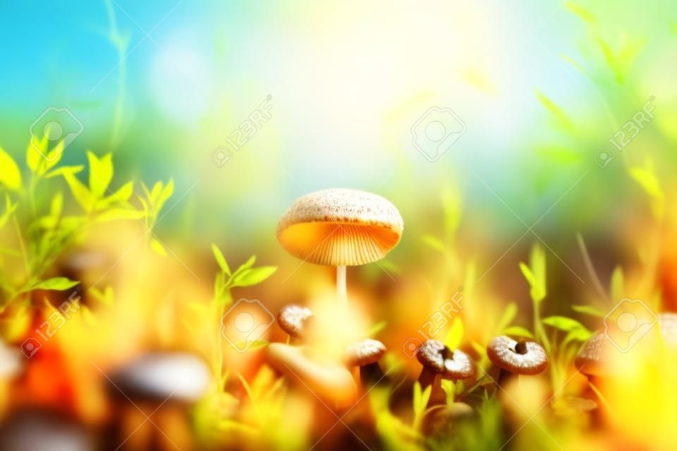 Mushrooms on a summer sunny morning with a blurred background