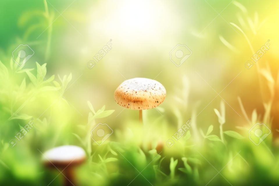 Mushrooms on a summer sunny morning with a blurred background