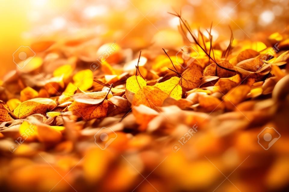 Autumn background. Dry leaves on the ground with a blurred background