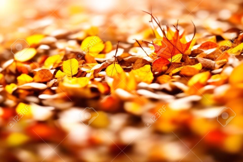 Autumn background. Dry leaves on the ground with a blurred background