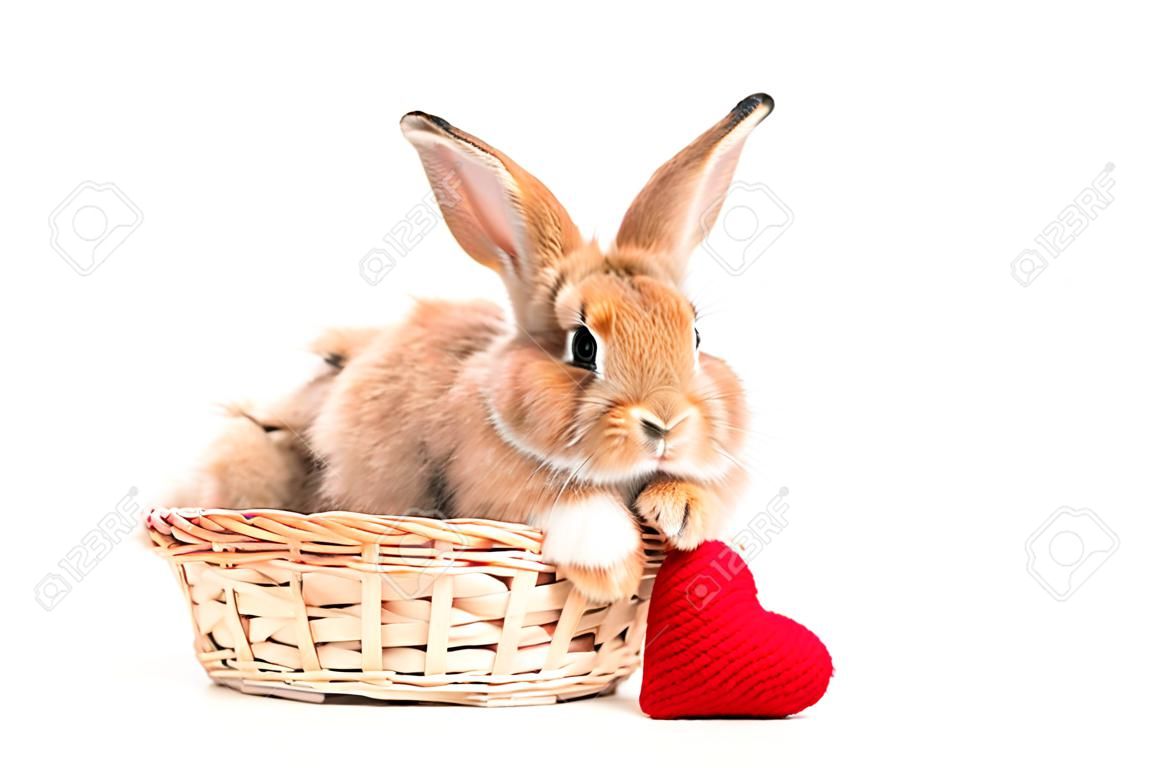 Furry and fluffy cute red brown rabbit erect ears are sitting in basket with a red heart beside, isolated on white background. Concept of rodent pet and easter.